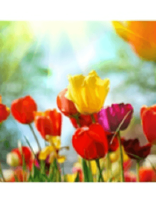 Katherine N. Haar Obituary