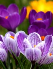 Pauline L. Maxon Obituary