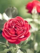 Judith Ann Couture Obituary