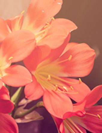 Cynthia Wootton Obituary