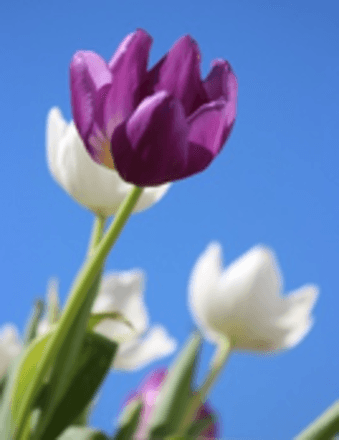 Olive Anderson Obituary