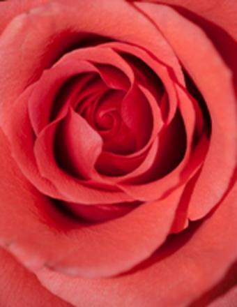 Dorothy A. Marchetto Obituary