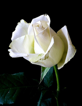 Evelyn Gascon De Leon Obituary